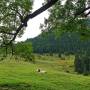 22.september_laubenstein_alm-stillleben.jpg