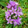 22.september_laubenstein_deutscher_enzian-_gentianella_germanica.jpg