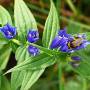 22.september_laubenstein_hummel_an_schwalbenwurz-enzian.jpg