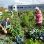 220730_gemeinschaftsgarten_uli_steiner_systemformstrassefotoberger.jpg