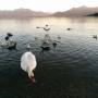 abendstimmung_mit_schwan_an_der_seepromenade.jpg