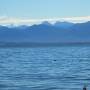am_chiemsee_mit_hochkalter.jpg