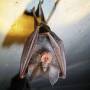 fledermaus_small.jpg