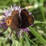 schmetterling.jpg