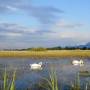 schwanenpaarim_hochwasser.jpg