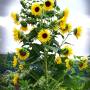 sonnenblumen_-_baum.jpg
