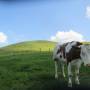 tierische_begegnung_auf_der_schachenalm3.jpg